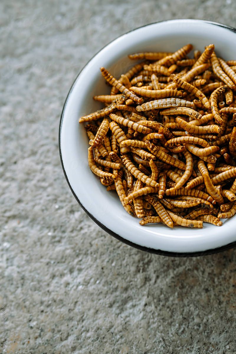 Close up of dried molitor worms