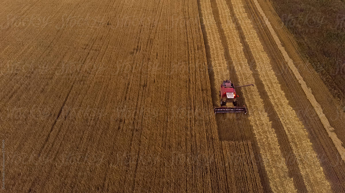Combine harvester collecting cereals in field