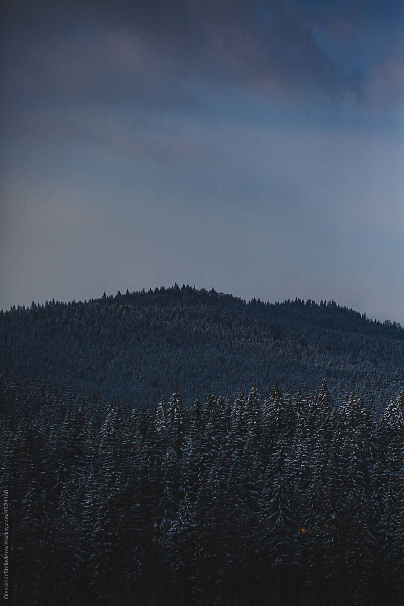 Winter forest in mountains.
