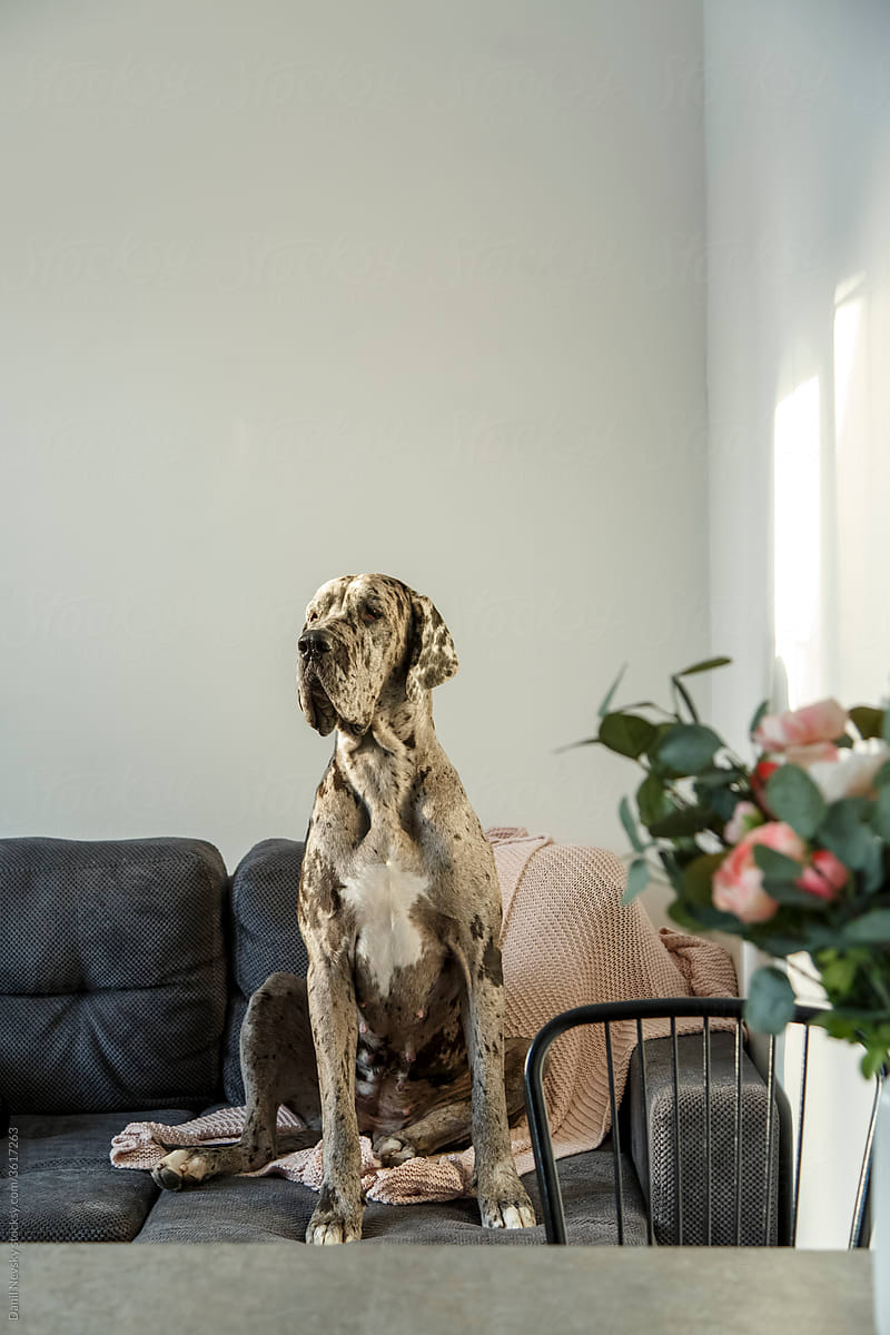 Spotted dog sitting on sofa