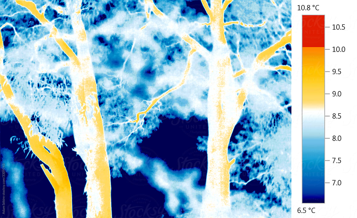 Thermography, thermal imaging of trees\' canopy