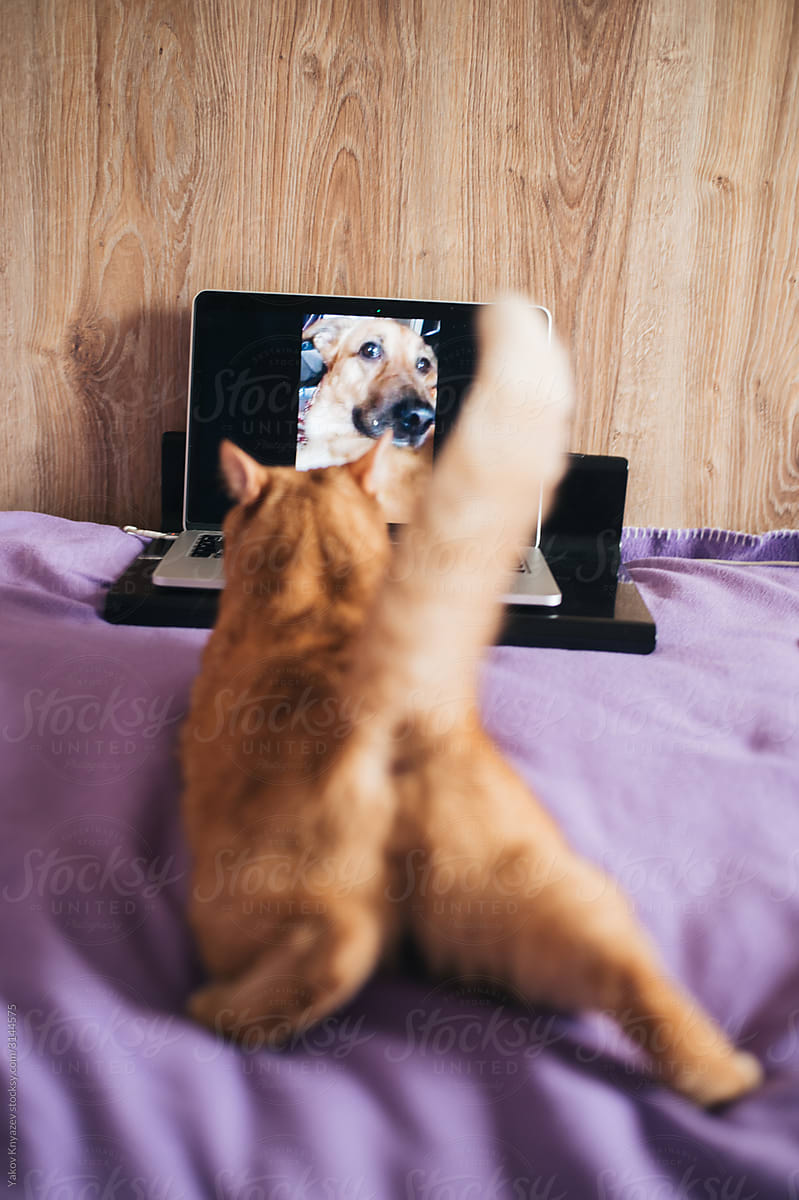 cat and dog during a video call
