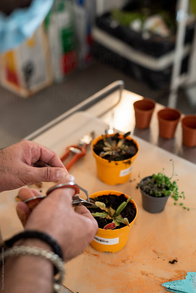 Pliers at work to rescue small nursery plants