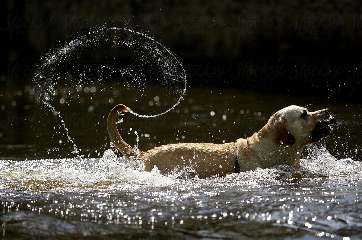 Labrador dog playing in river