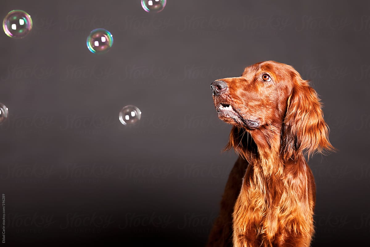 Irish Setter Dog Watching Soap Bubbles Studio Portrait
