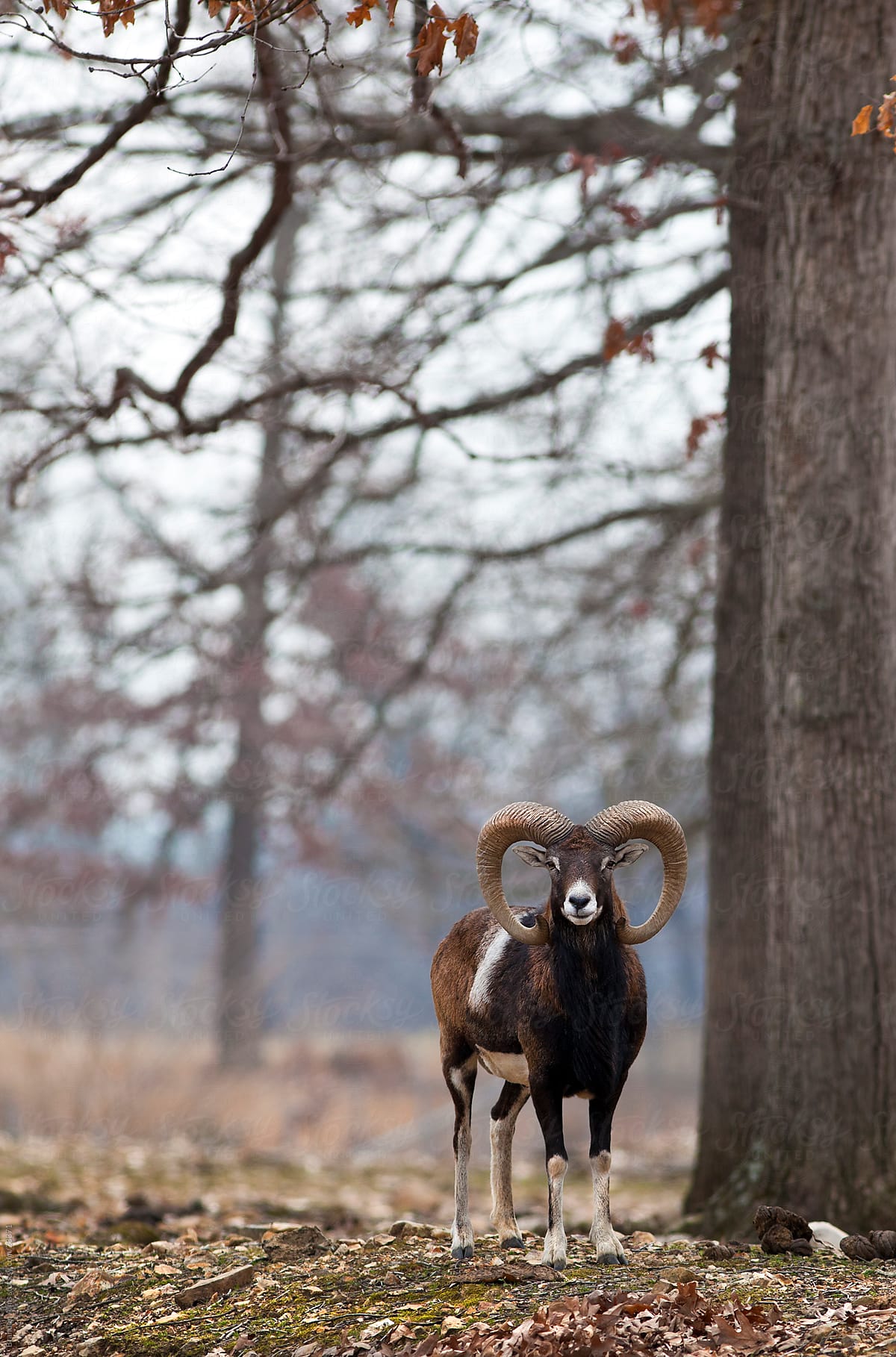 Mouflon Sheep in the Woods