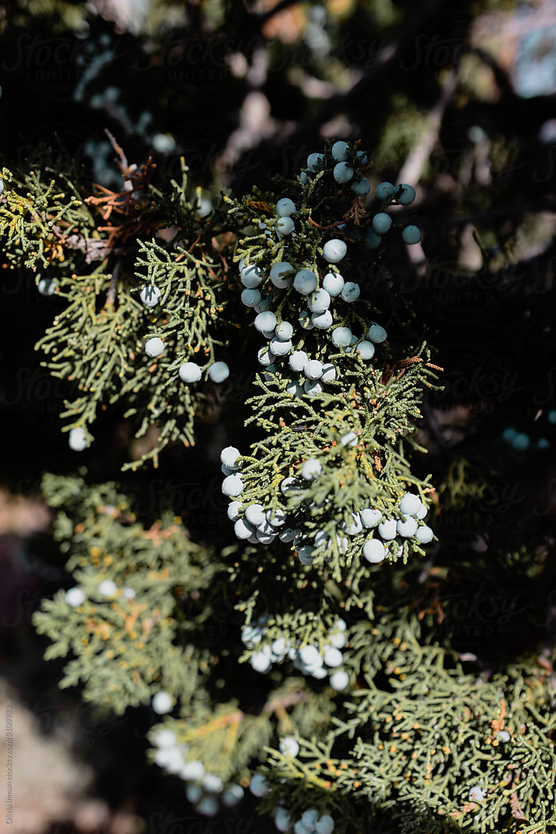 Detail of Utah Juniper (Juniperus osteosperma) Berries and Leaves
