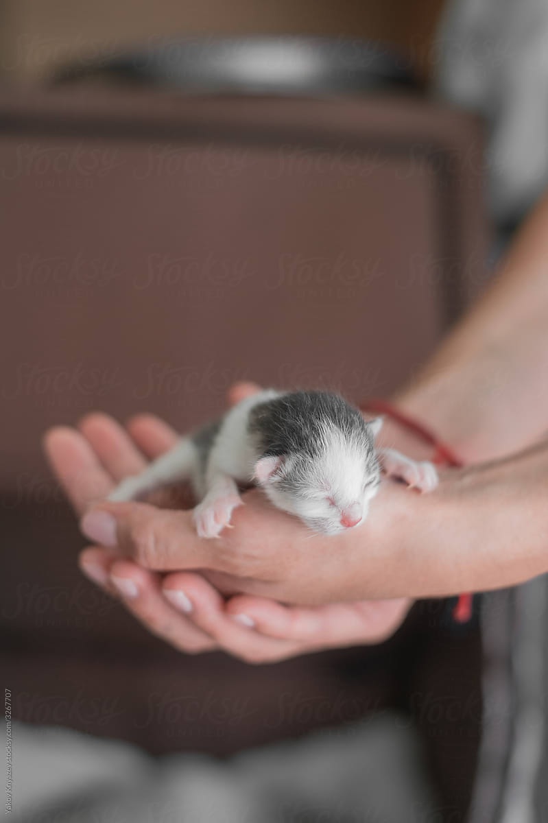 One day old kitten on a woman's hand