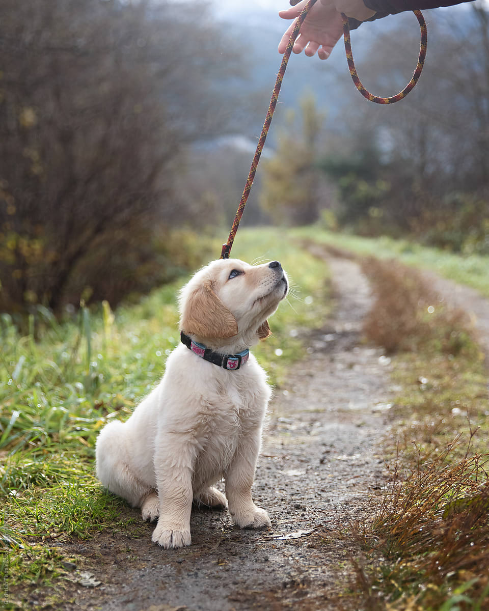 A golden retriever puppy being trained on leash