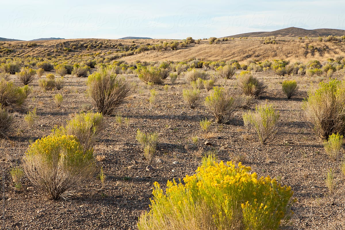 Field of sagebrush and expansive rangeland, near Jackpot, Nevada
