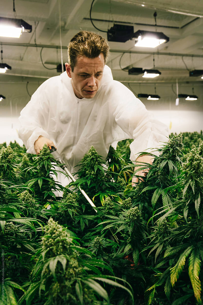 Man Carefully Watering Indoor Cannabis Plants