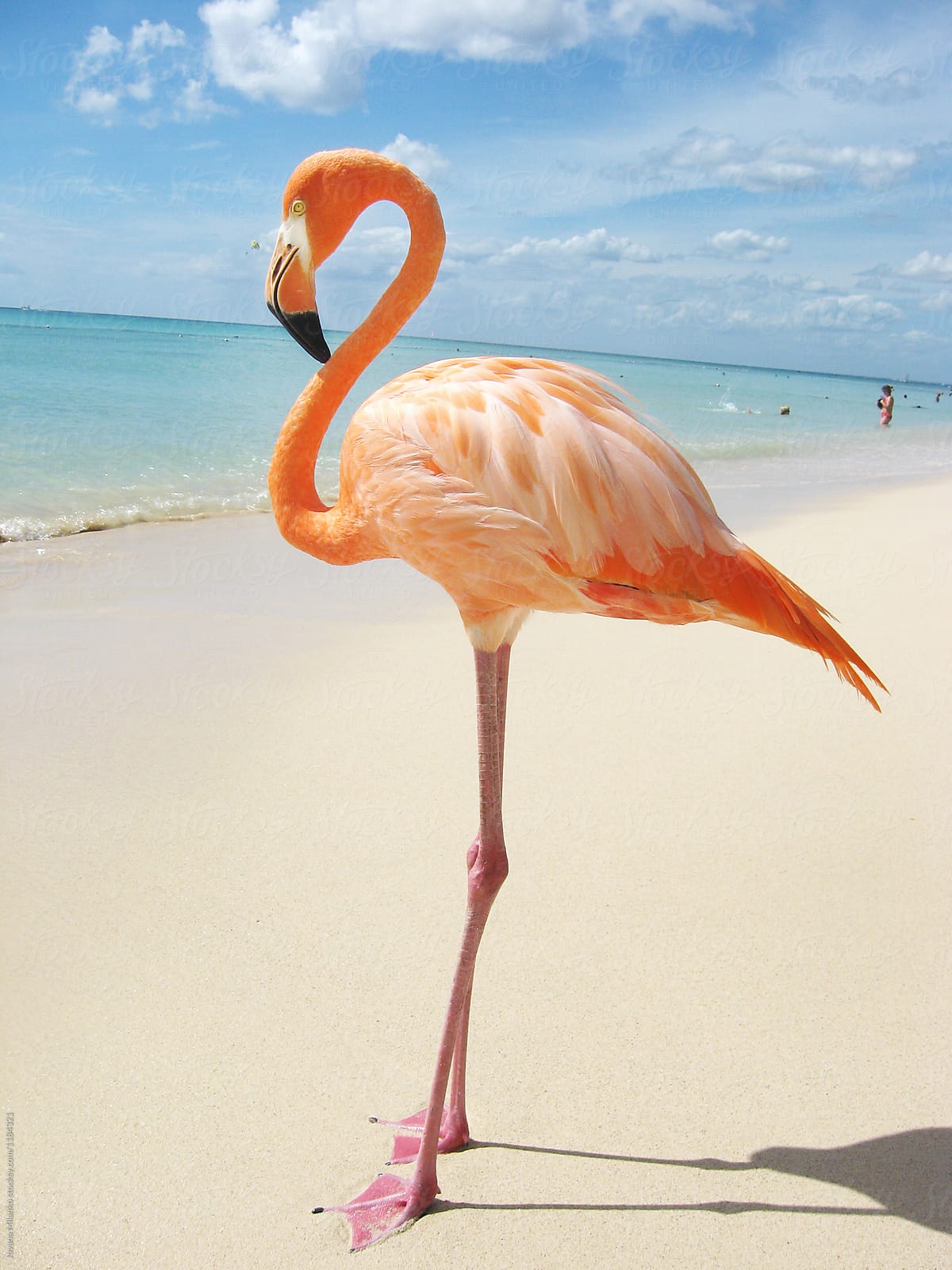 Pink flamingo in the Caribbean