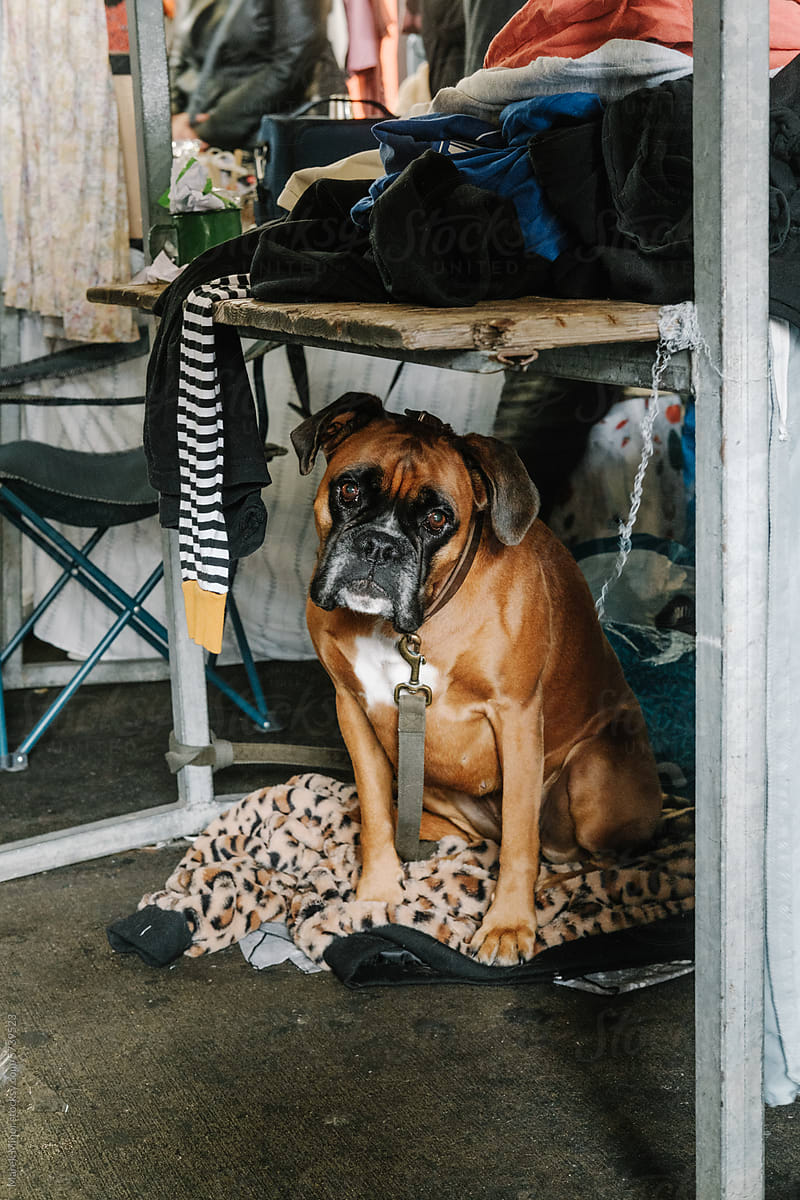 A perplexed Boxer dog beneath a table at a flea market