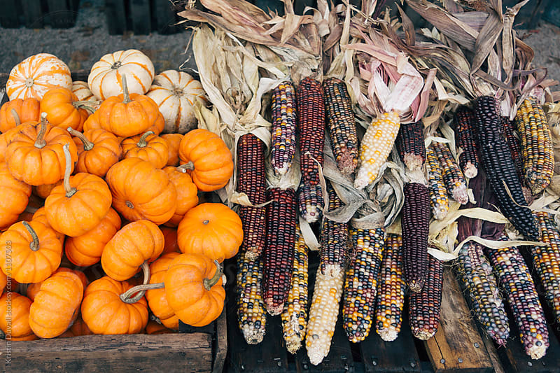 Decorative pumpkins and dried corn