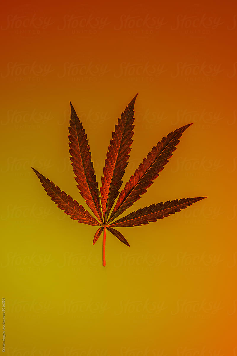Cannabis hemp leaf on an orange and yellow background