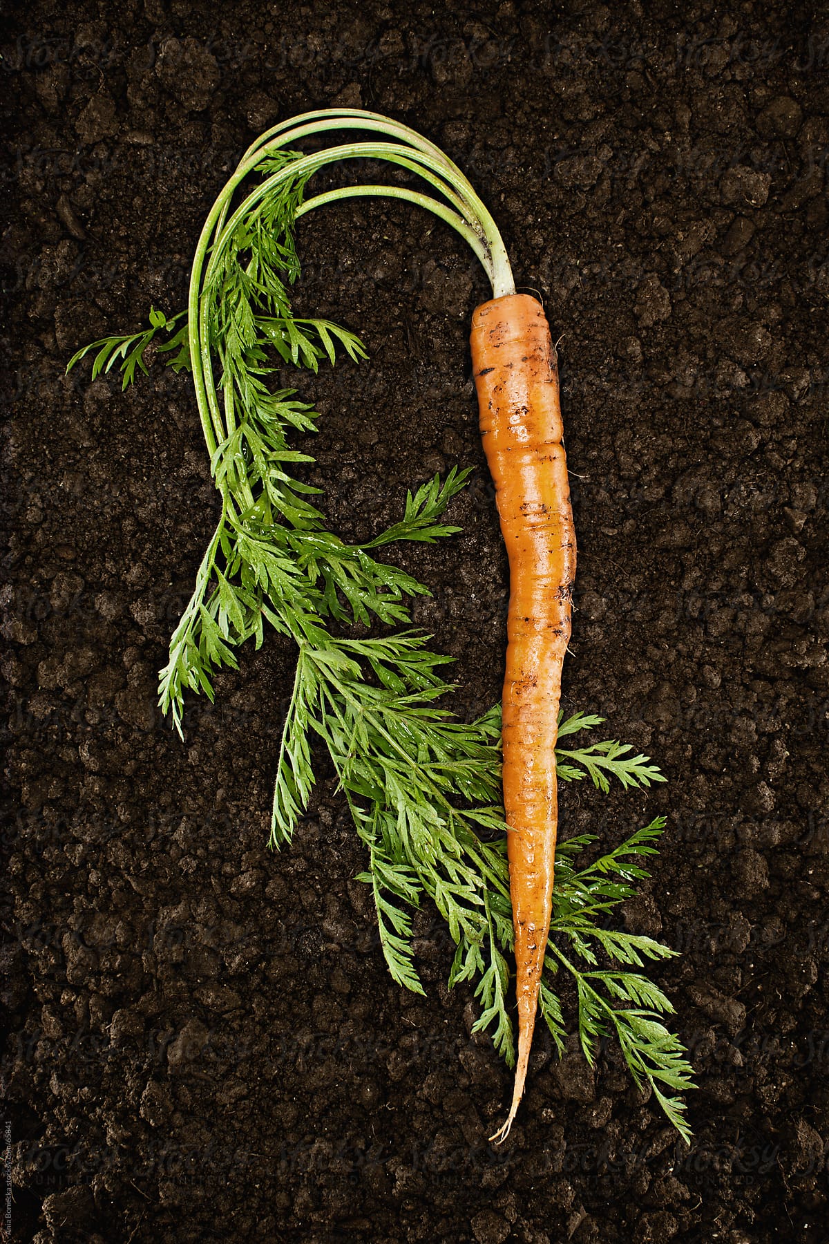 Organic Carrot :Fresh picked natural vegetable in soil