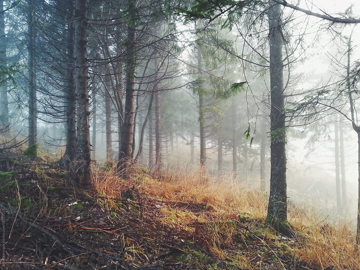 Trees in a foggy forest and if you listen well you can hear them sing
