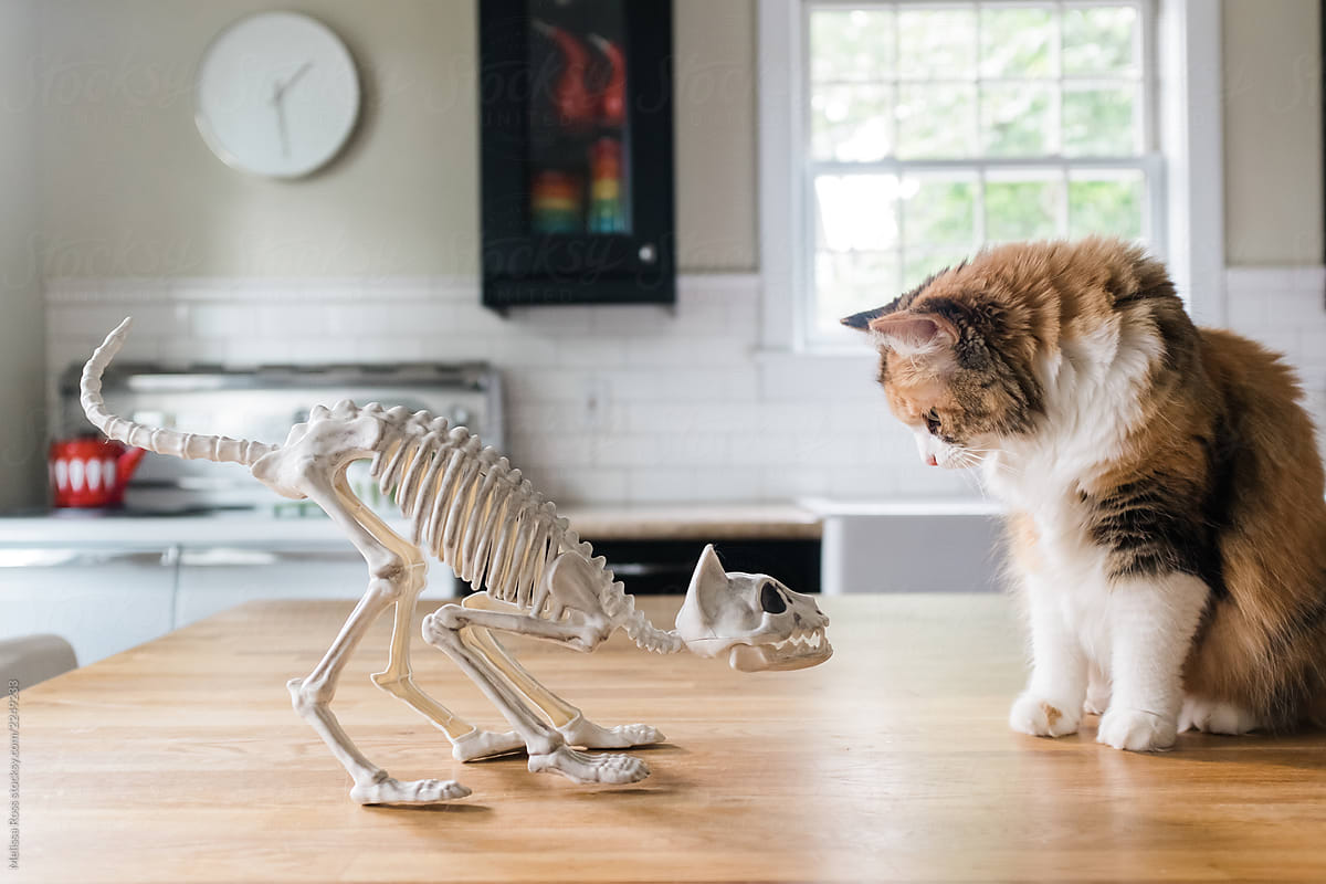 Curious cat looking at a cat skeleton.