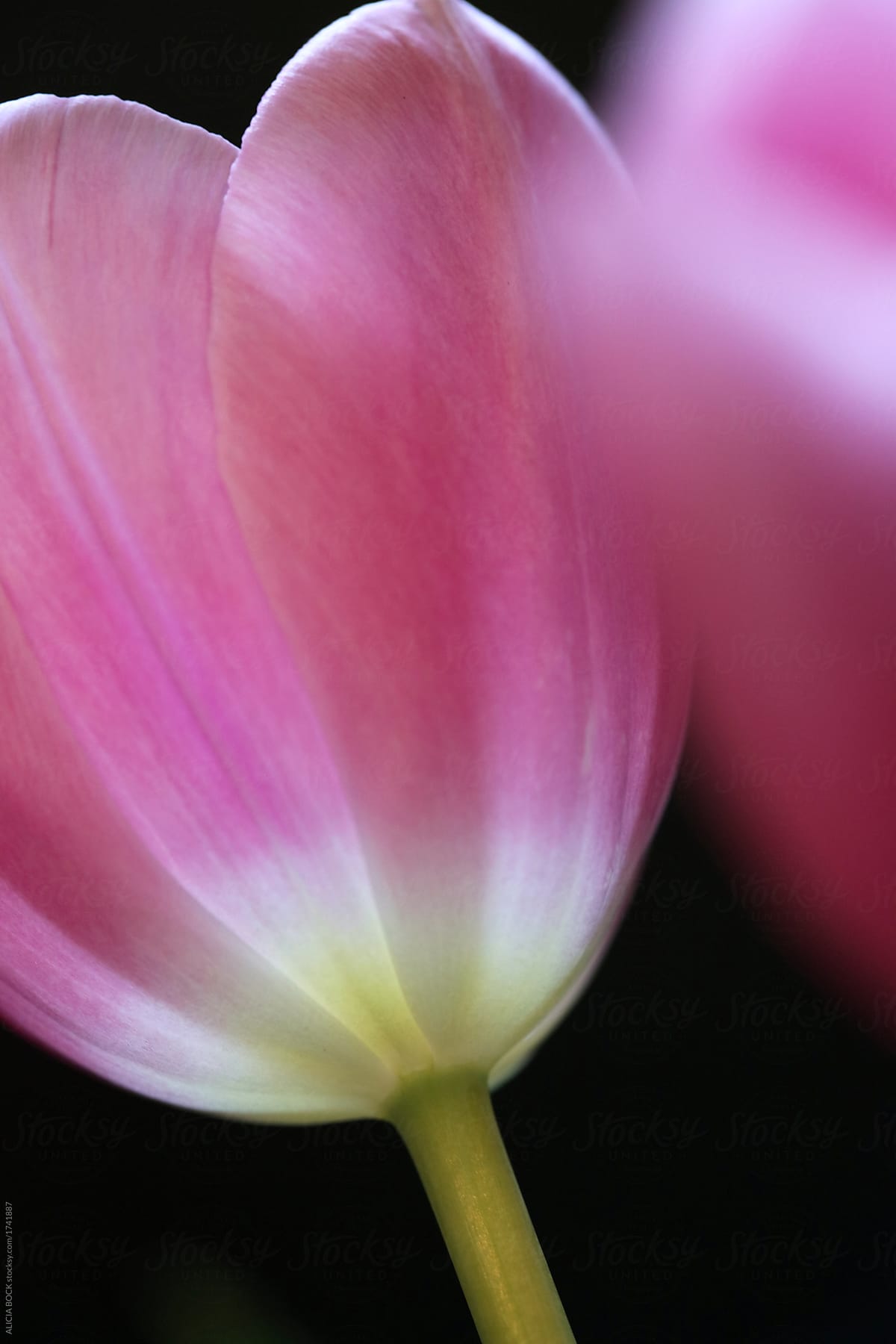 Close Up Of Vibrant Pink Tulips