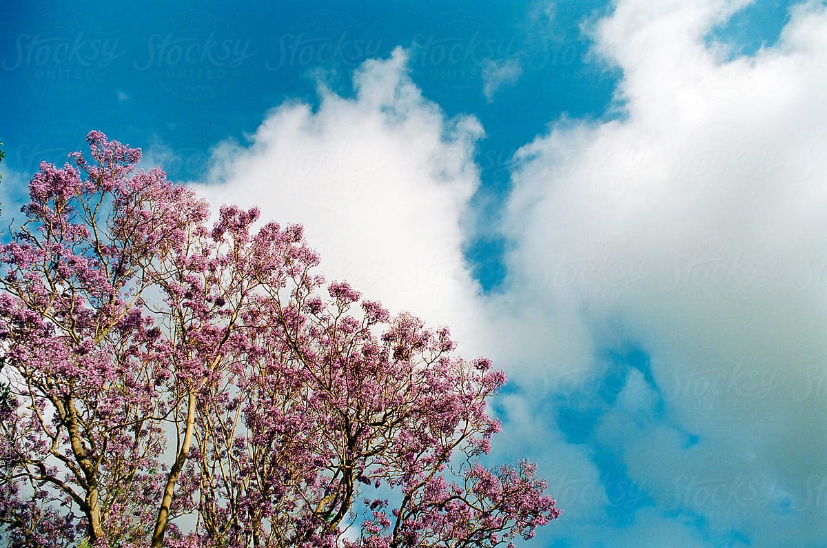 Jacaranda Tree Blue Sky