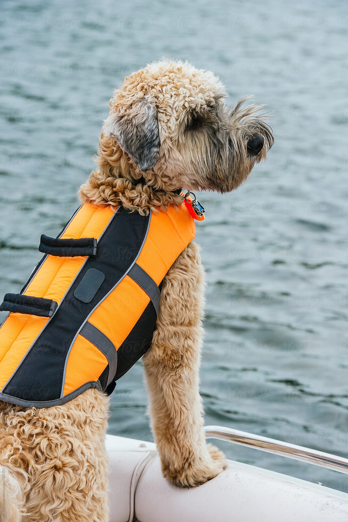 Soft coated wheaten terrier wearing lifejacket on a boat