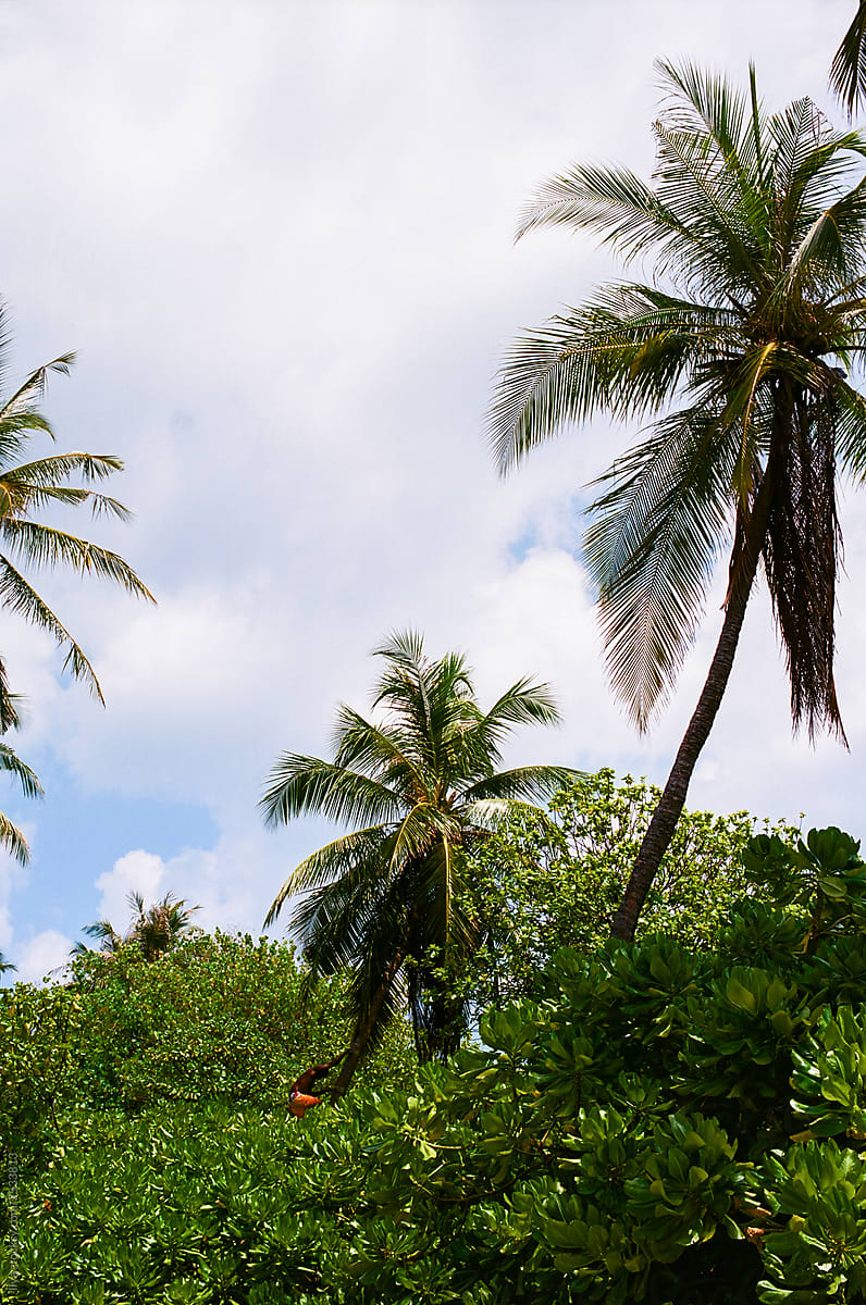 Man climbing on coconut palm
