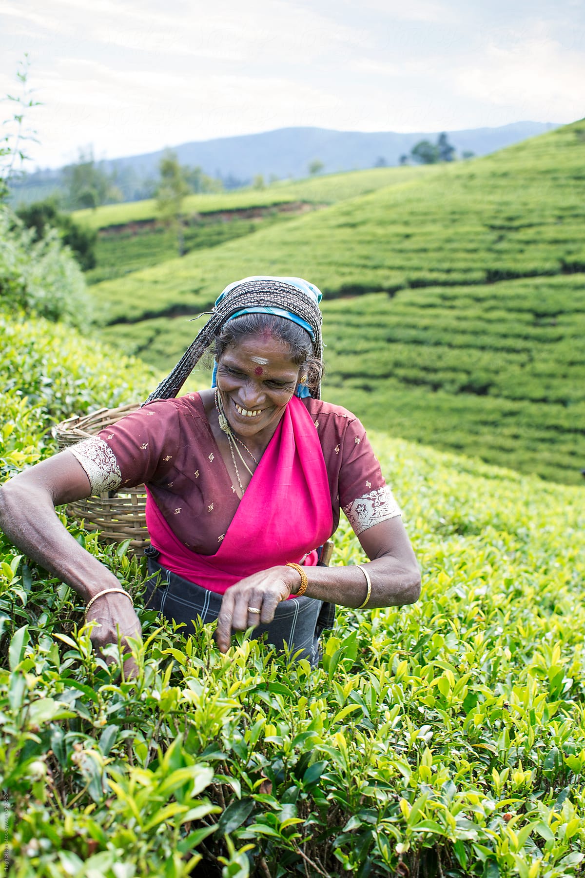 Tea picking in the fields of Sri Lanka.