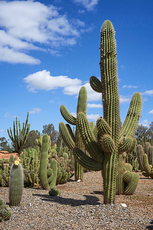 Huge Cactus Tree" by Stocksy Contributor "Rowena Naylor" - Stocksy