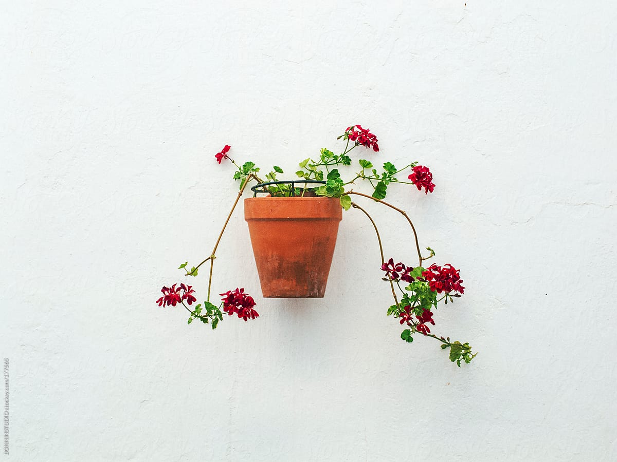 Hanging plants on street walls of Almeria, Spain.