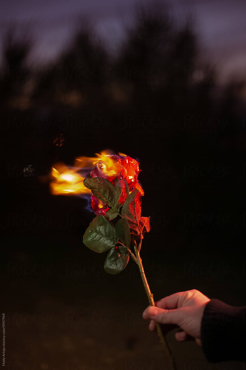 Red rose burning