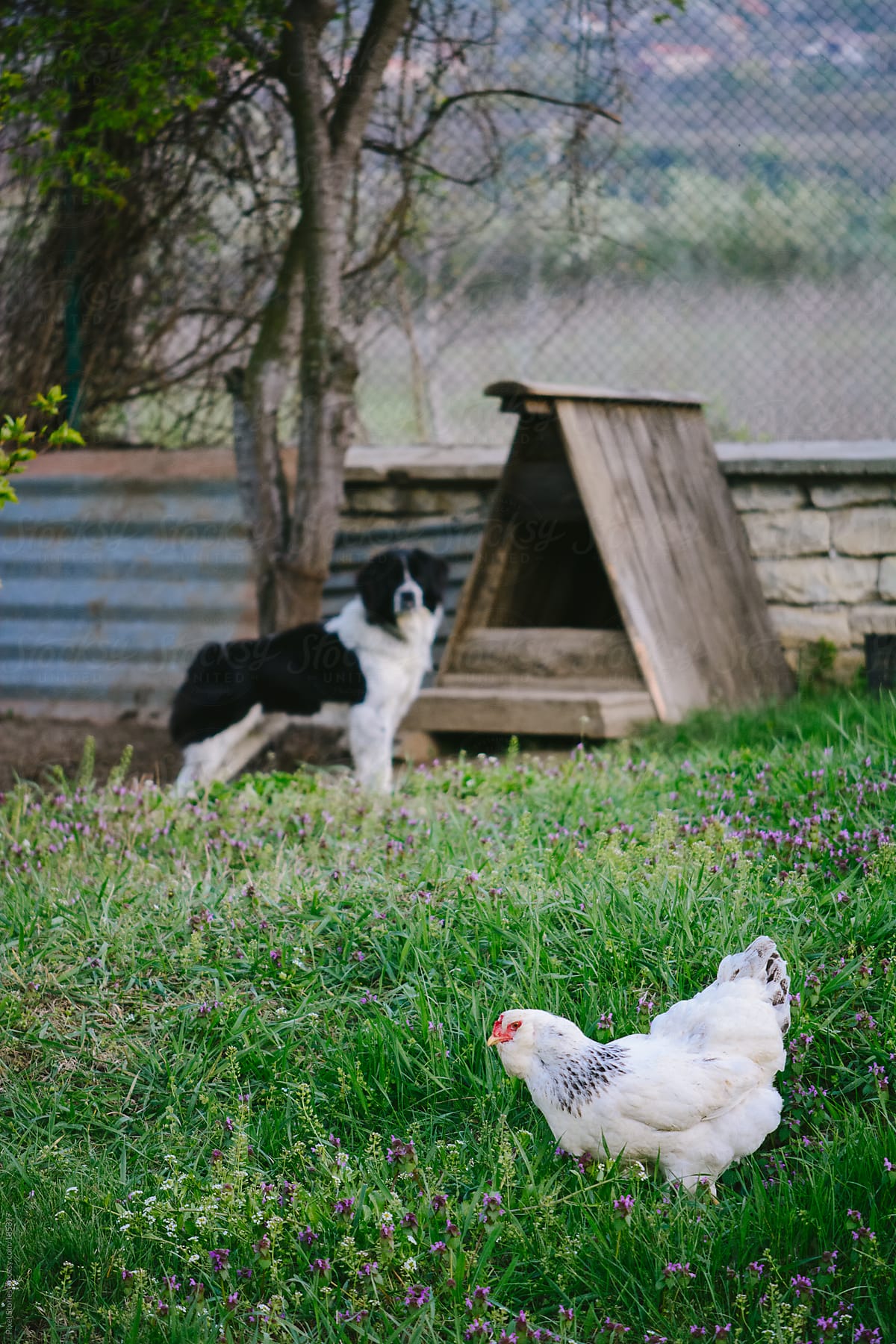 Dog looking at chicken