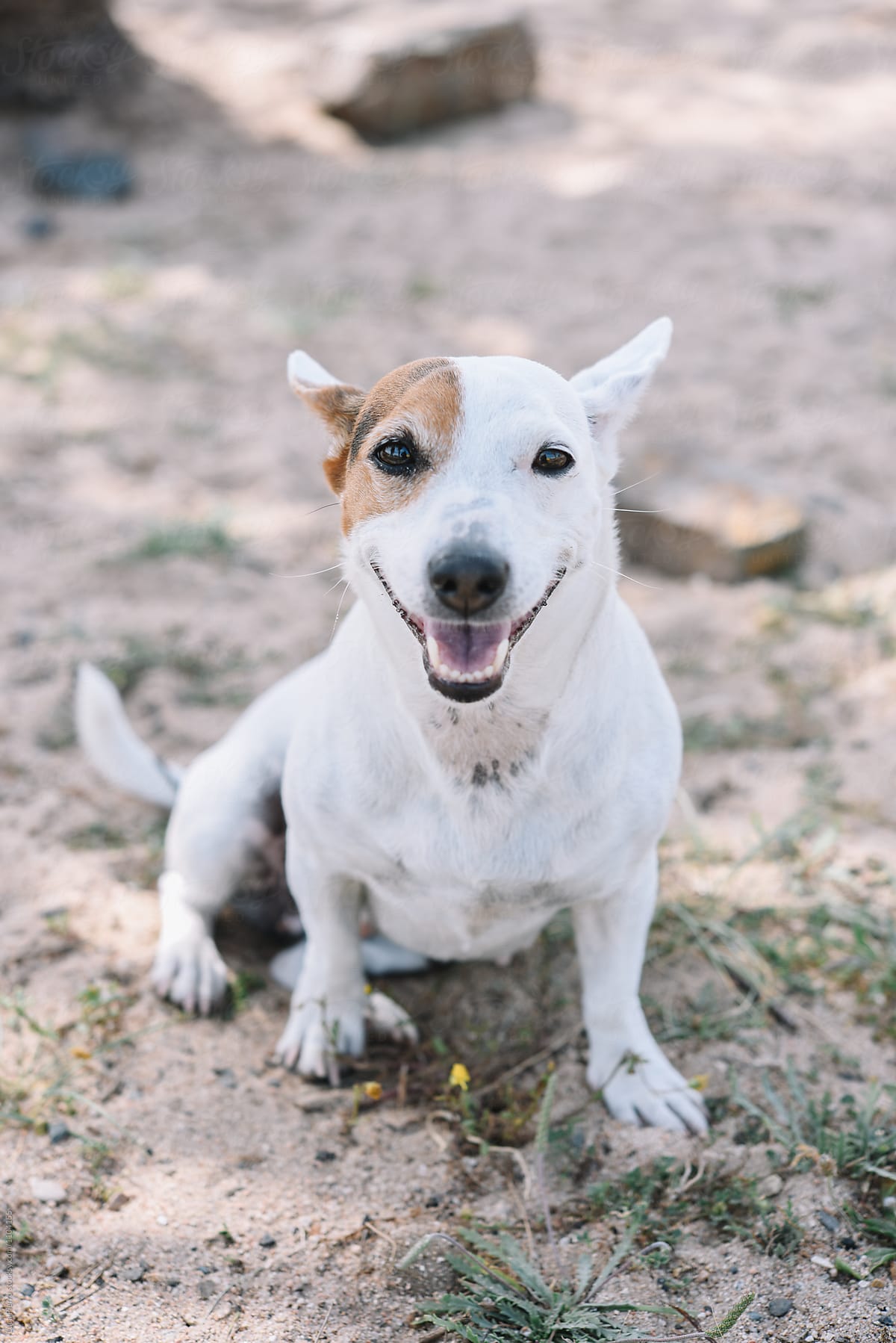 Portrait of sitting cute Jack Russell Terrier dog