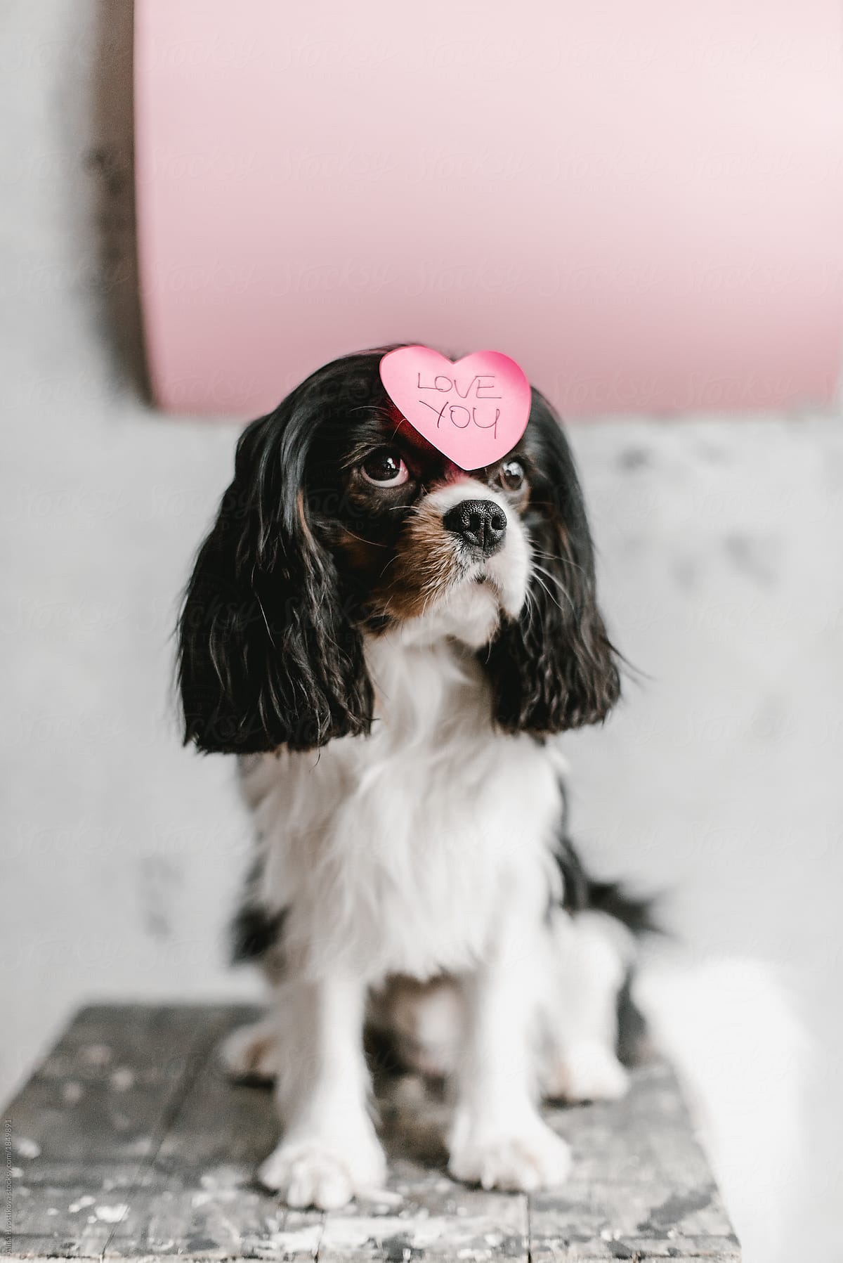 Charming dog with sticker saying Love you