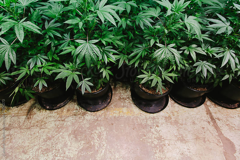potted marijuana plants at weed farm