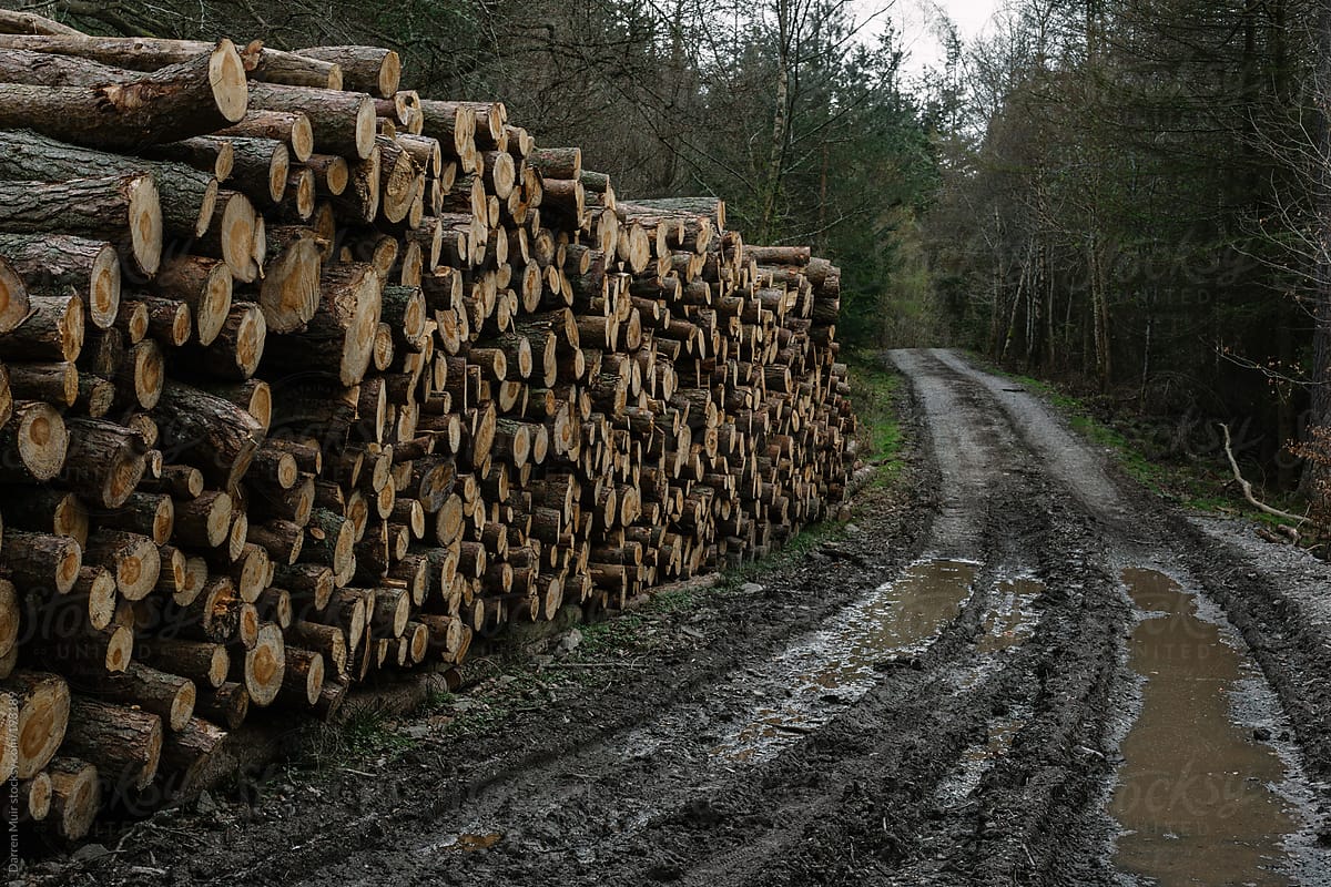 Lumber Yard.