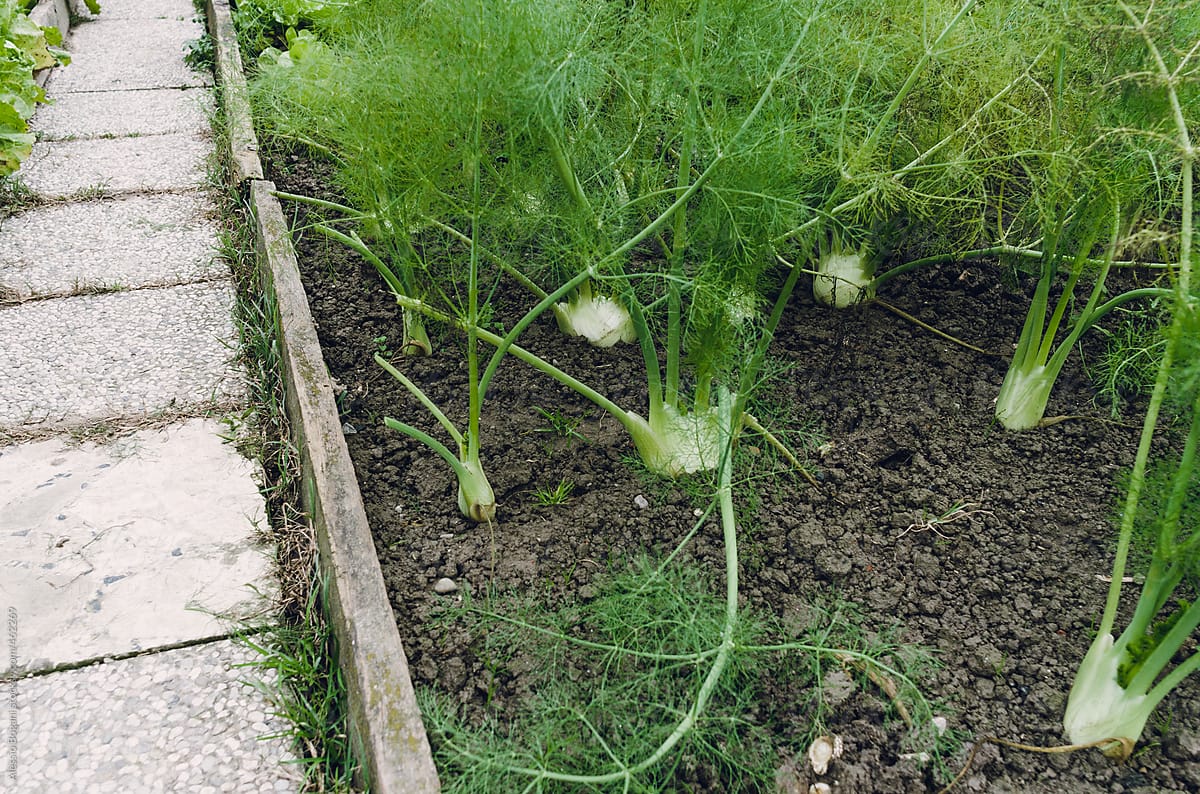 Vegetable garden with Florence fennel bulbs