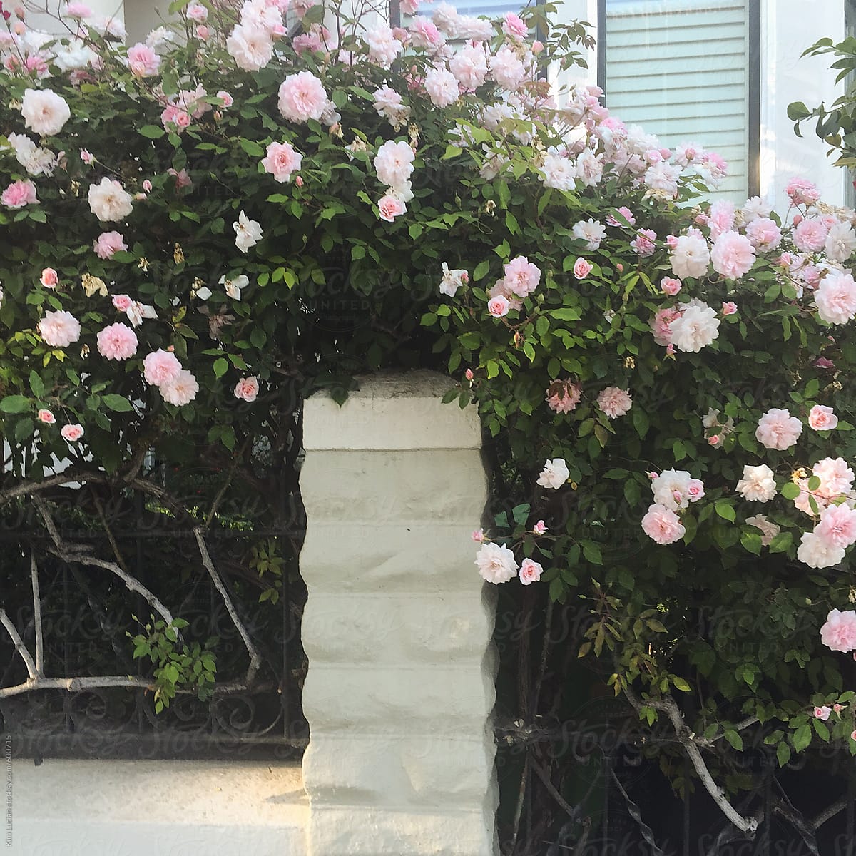 Pink Roses Growing over Fence