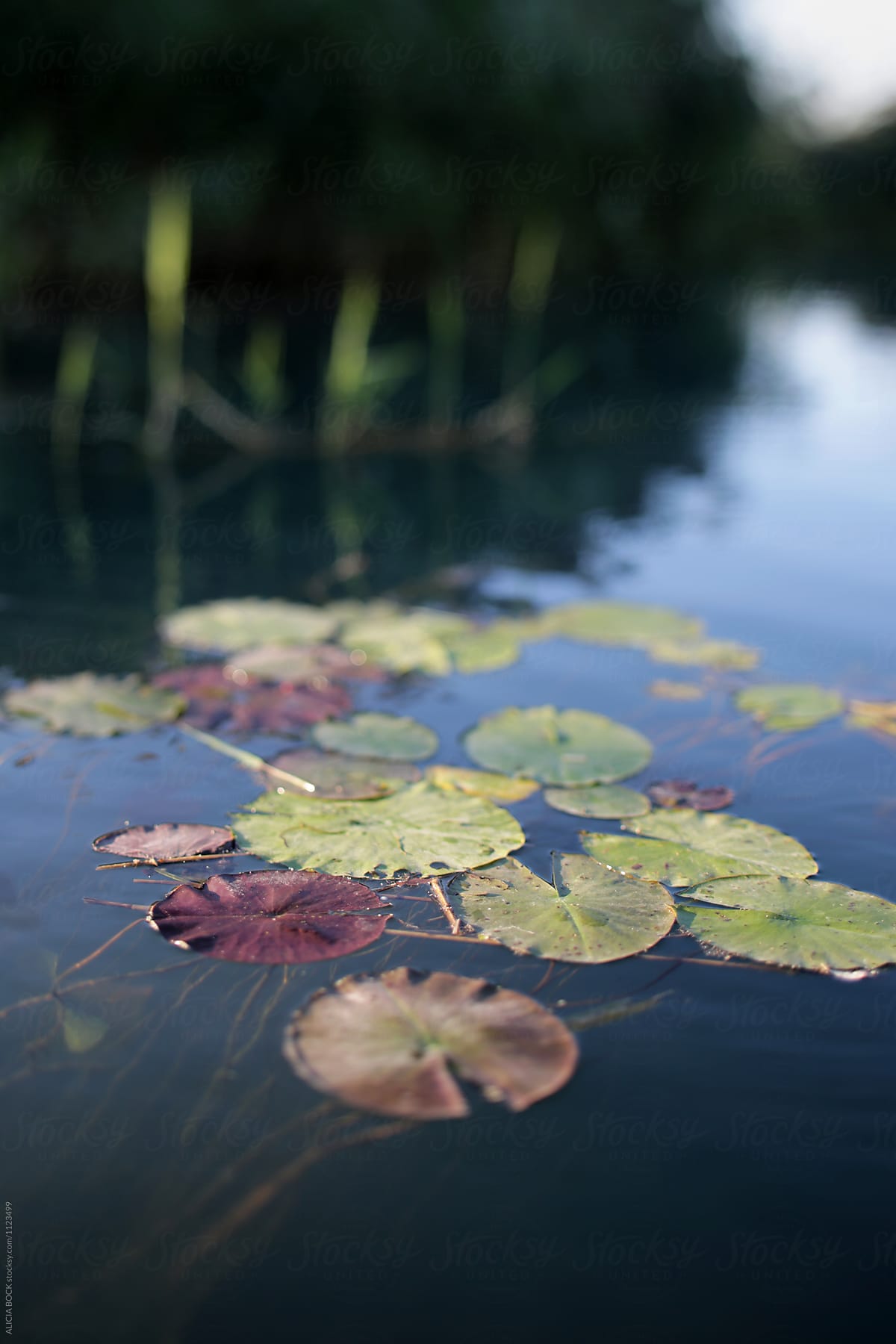 Lily Pads Floating On A Lake On A Summer Morning By Alicia Bock
