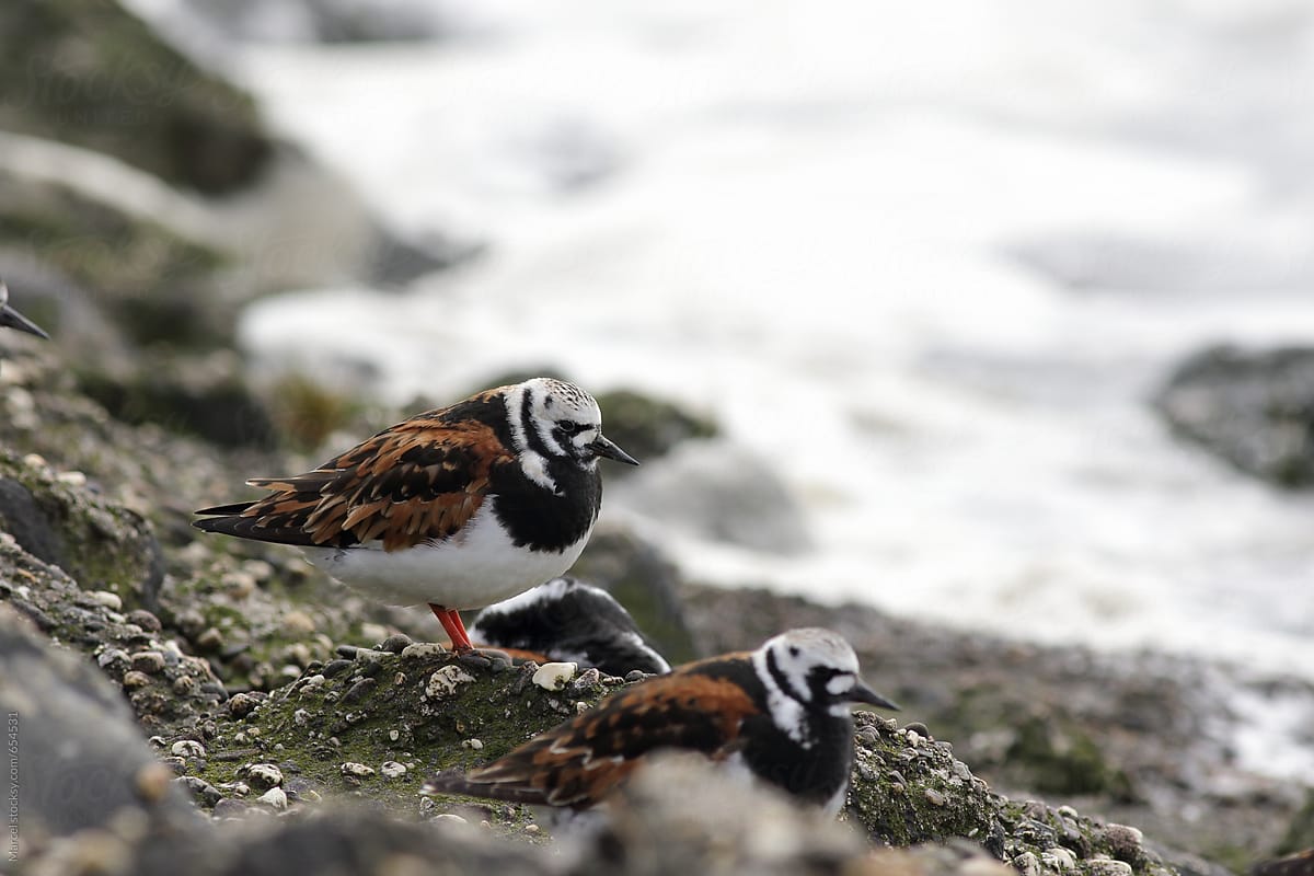 Turnstone birds on the rocky coast