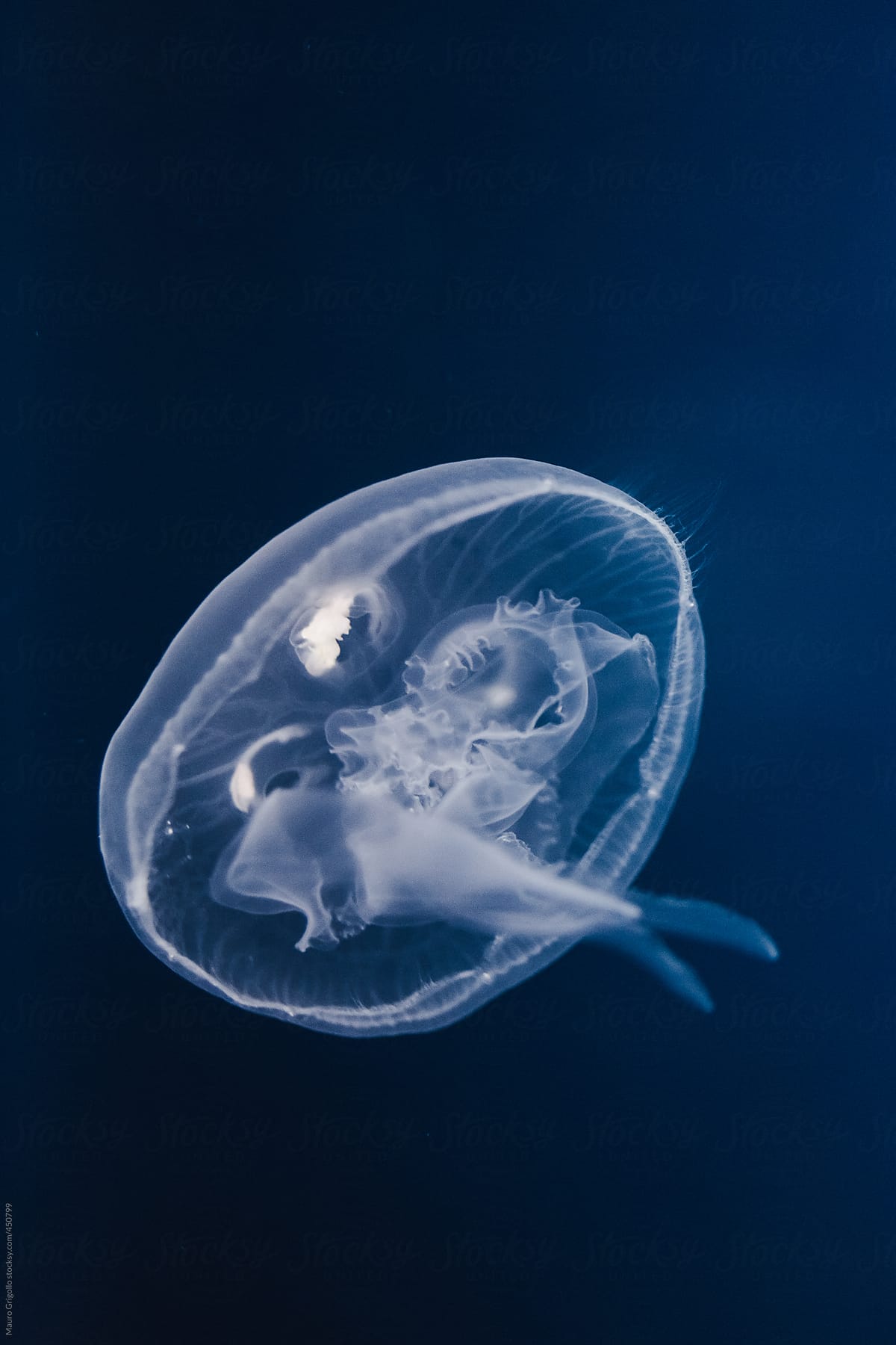 Jellyfish float in water