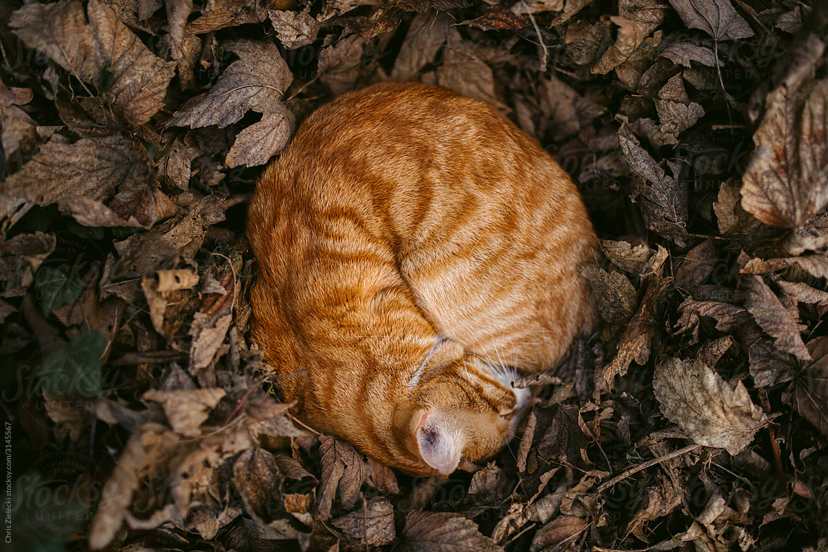Lonely ginger cat sleeping curled up on dry leaves in garden