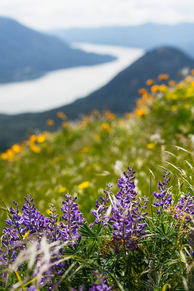 Wildflowers along Dog Mountain Trail in Washington