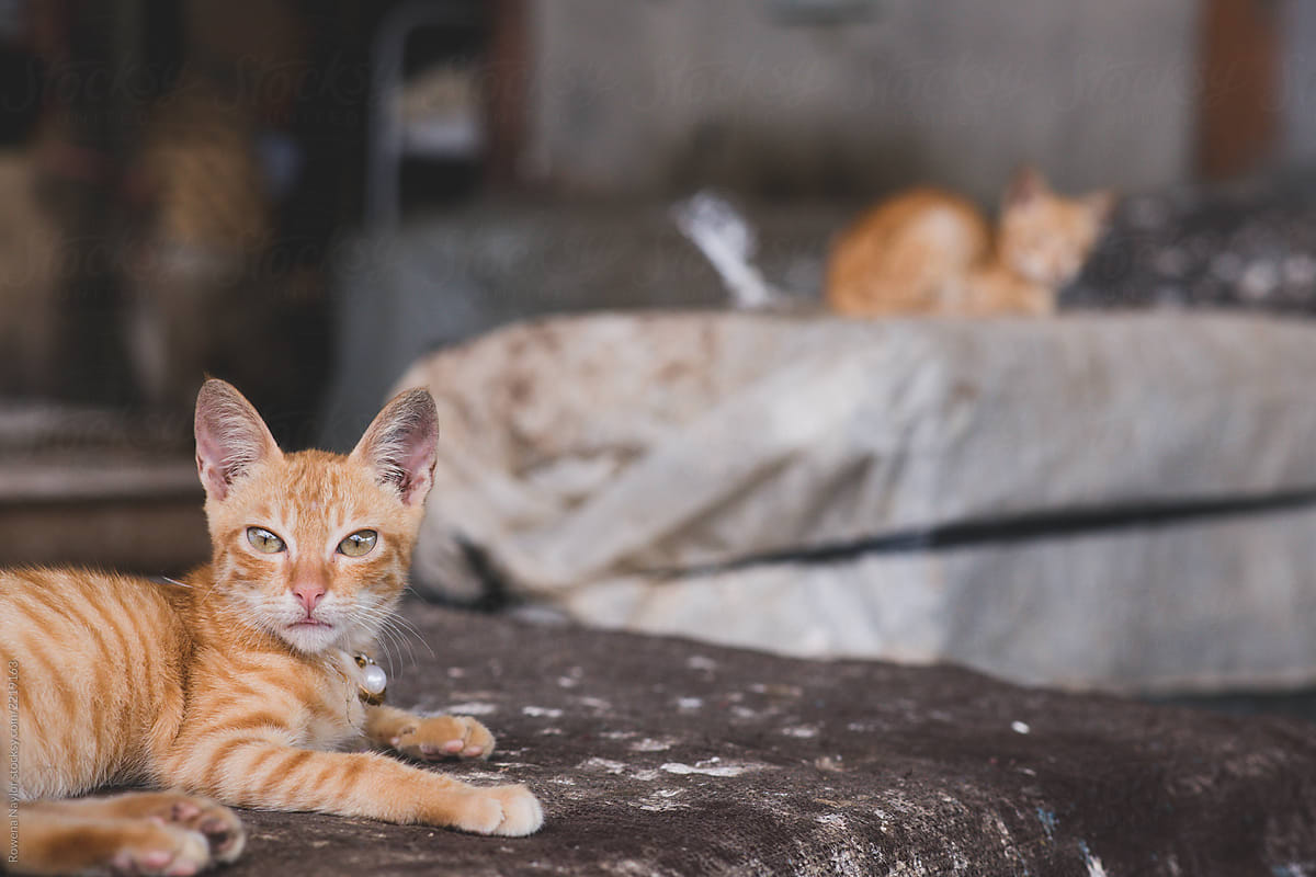 Bali market kittens