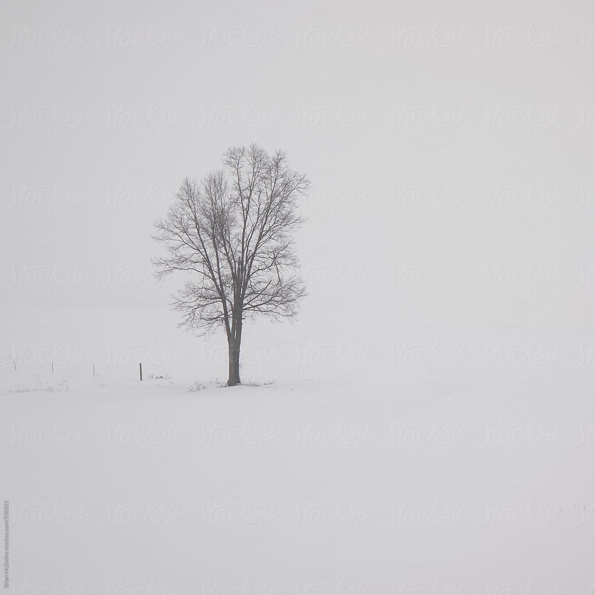 Lone Tree In Snowy Field with Fog