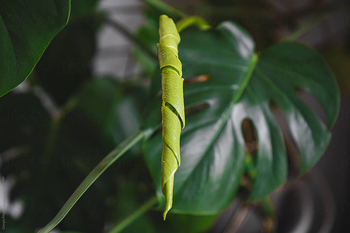 philodendron white wave variegata Philodendron Monstera White Wave - Philodendron white wave main image 0