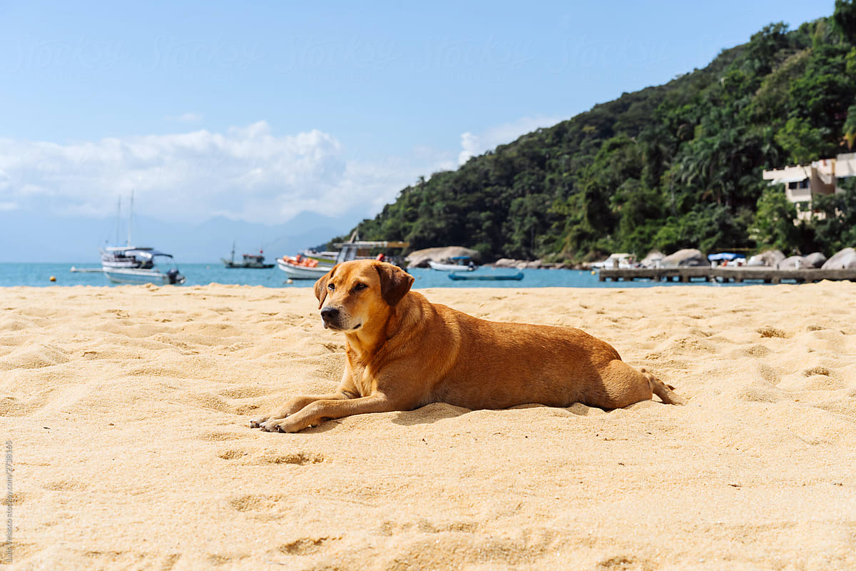 Cute Brown Dog On The Beach.