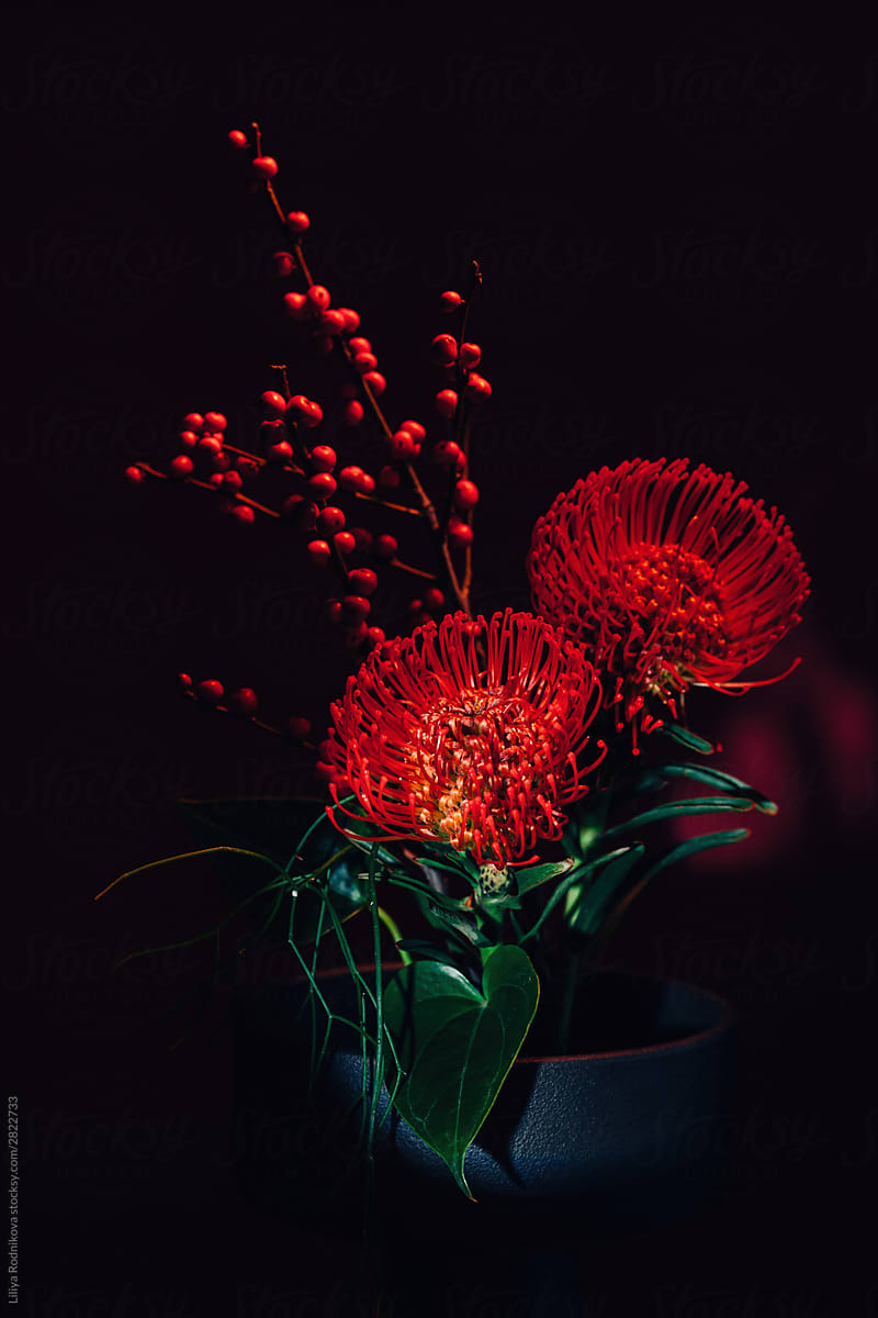 red flowers in the dark