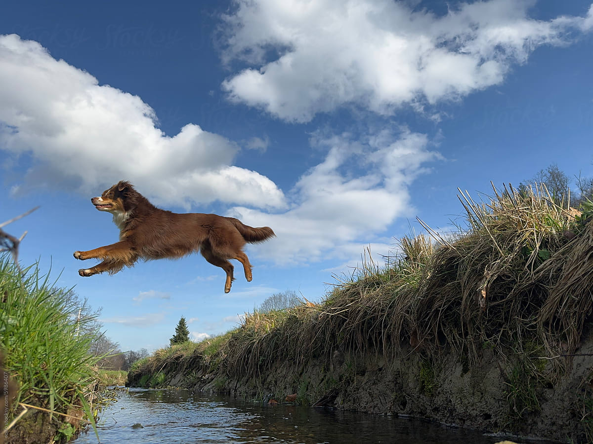A brown dog is jumping over a river
