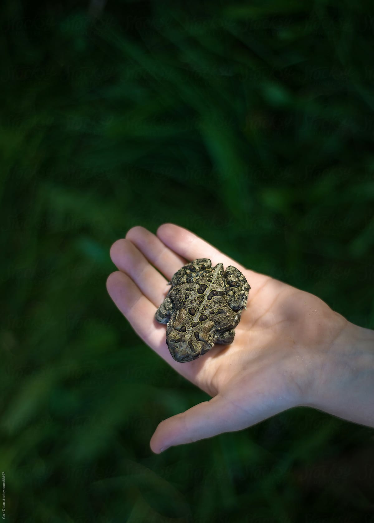 Child\'s hand holding a toad caught in the grass