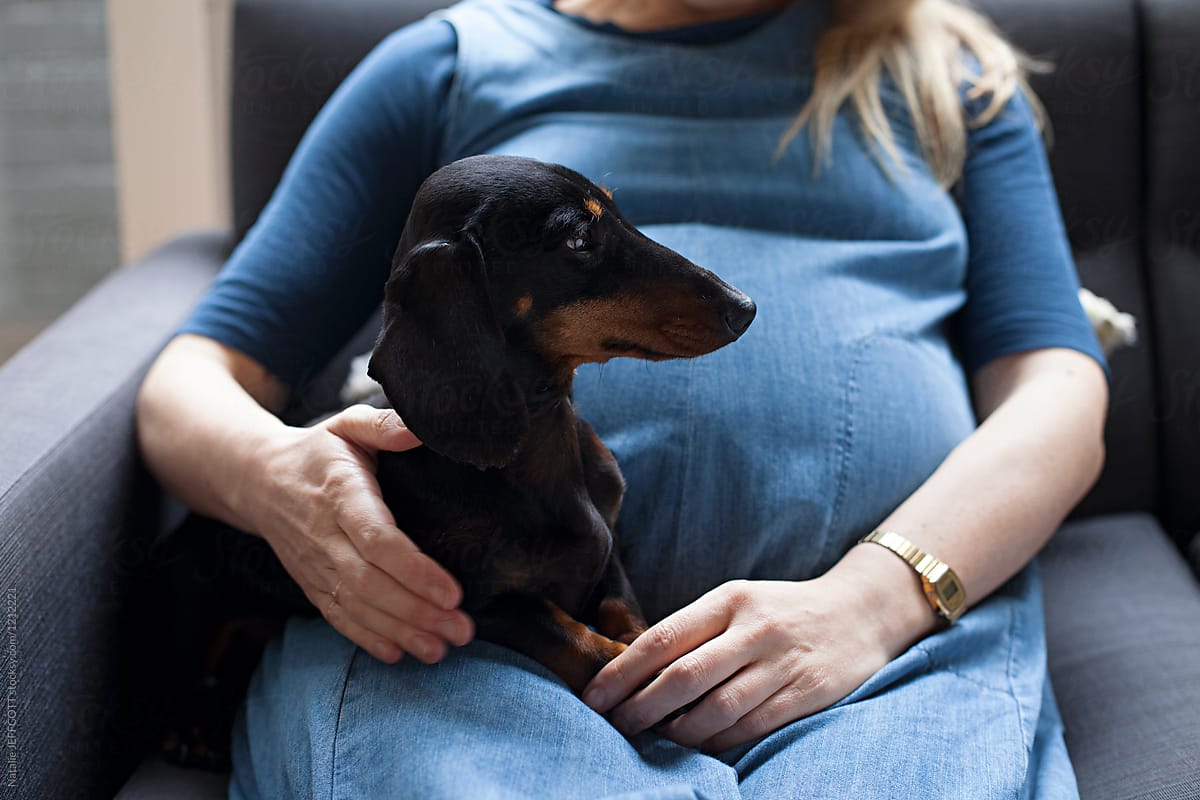 38 week pregnant women relaxing on sofa with her pet dachshund por ...